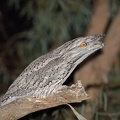 Tawny-Frogmouth-IMG 9232