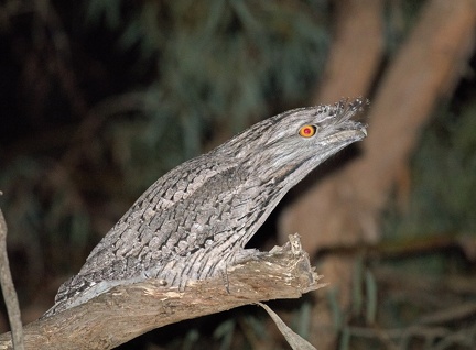 Tawny-Frogmouth-IMG 9232