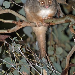 Ring-tailed Possum