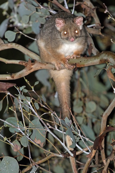 Ring-tailed-Possum-IMG_9239.jpg