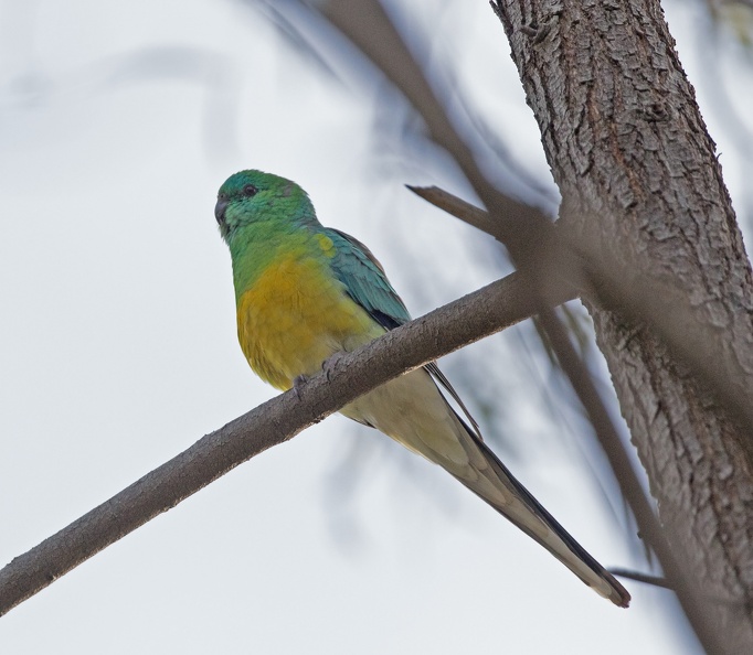 Red-rumped-Parrot-male-IMG_0063.jpg