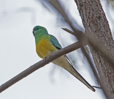 Red-rumped-Parrot-male-IMG 0063