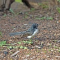 Willie-Wagtail-IMG 0185