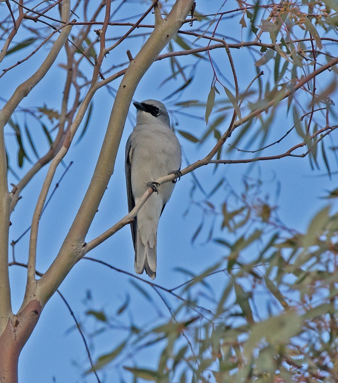 White-bellied-Cuckoo-Shrike-IMG 0422