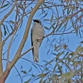 White-bellied-Cuckoo-Shrike-IMG_0422.jpg