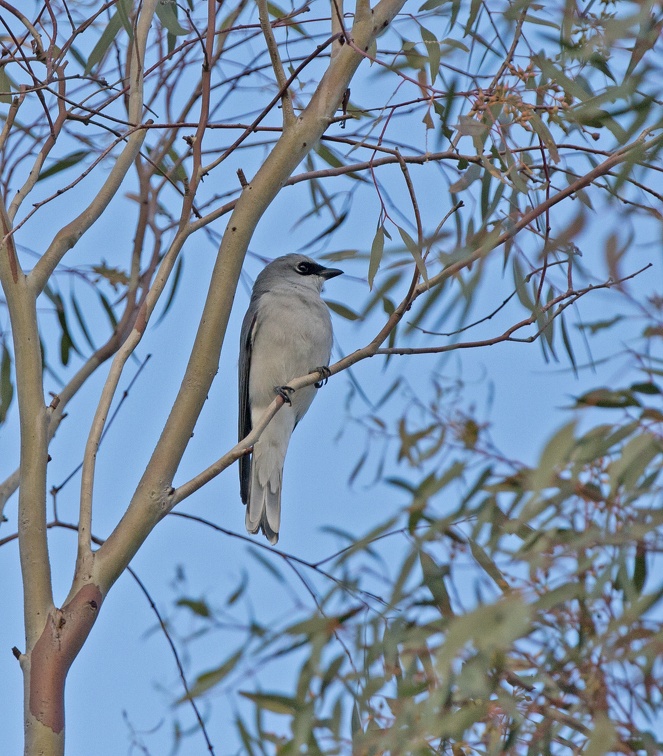 White-bellied-Cuckoo-Shrike-IMG 0433