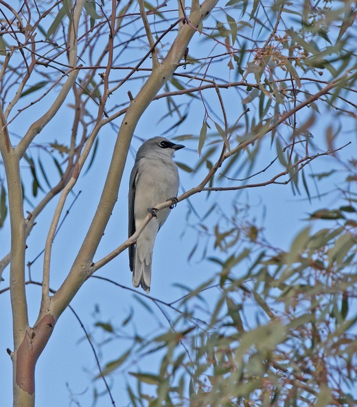 White-bellied-Cuckoo-Shrike-IMG_0433.jpg