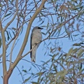 White-bellied-Cuckoo-Shrike-IMG 0433
