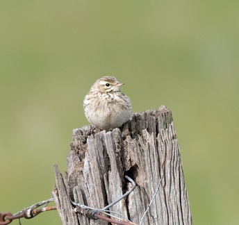Pipit-IMG 9355