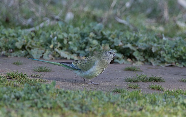 Red-rumped-Parrot-F-IMG 0600