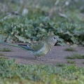 Red-rumped-Parrot-F-IMG 0600