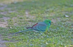 Red-rumped-Parrot-M-IMG 0564