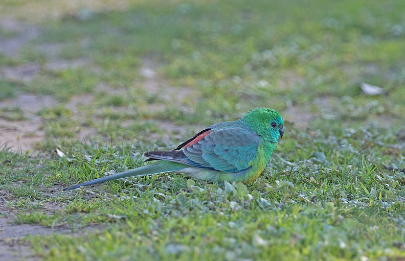 Red-rumped-Parrot-M-IMG 0564