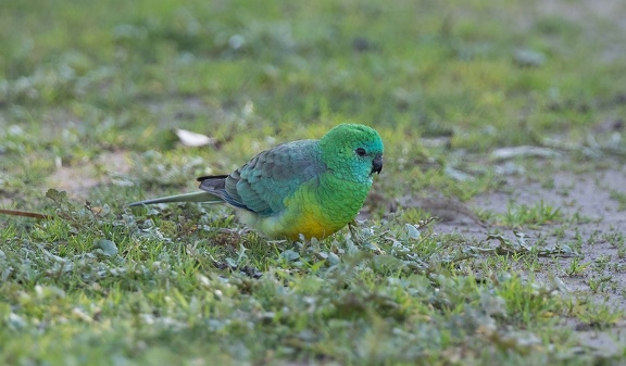 Red-rumped-Parrot-M-IMG 0574