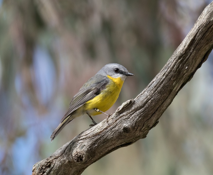Eastern-Yellow-Robin-IMG_9759.jpg