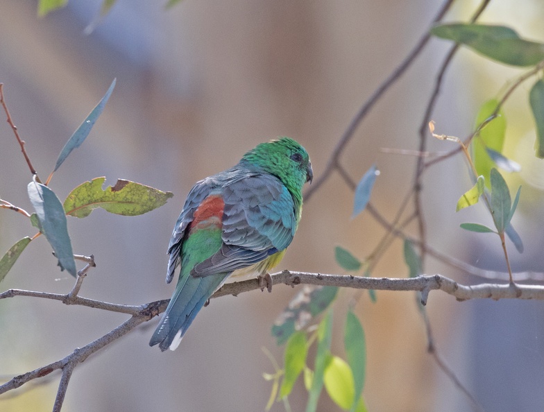 Red-rumped-Parrot-IMG 0033