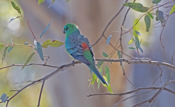 Red-rumped-Parrot-IMG 0038