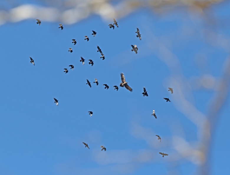 Wedge-tailed-Eagle-Ravens-IMG_2462.jpg