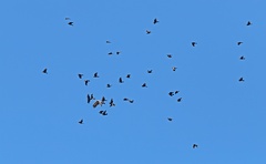 Wedge-tailed-Eagle-Ravens-IMG 2496