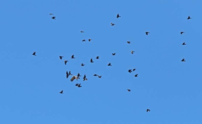 Wedge-tailed-Eagle-Ravens-IMG_2496.jpg