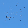 Wedge-tailed-Eagle-Ravens-IMG 2496
