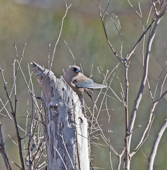 Dusky-Woodswallow-nest-IMG_2077.jpg