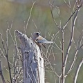Dusky-Woodswallow-nest-IMG 2077