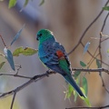 Red-rumped-Parrot-IMG 0038 DxO