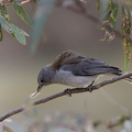 Grey-Shrike-thrush-IMG 1905 DxO