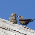 Dusky-Woodswallow-feeding-IMG 0860 DxO-1