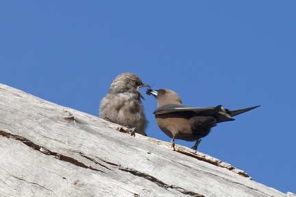Dusky-Woodswallow-feeding-IMG 0860 DxO-1