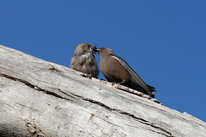 Dusky-Woodswallow-feeding-IMG_0861_DxO-1.jpg