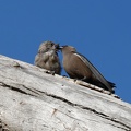 Dusky-Woodswallow-feeding-IMG 0861 DxO-1