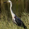 White-necked-Heron-IMG 1319 DxO