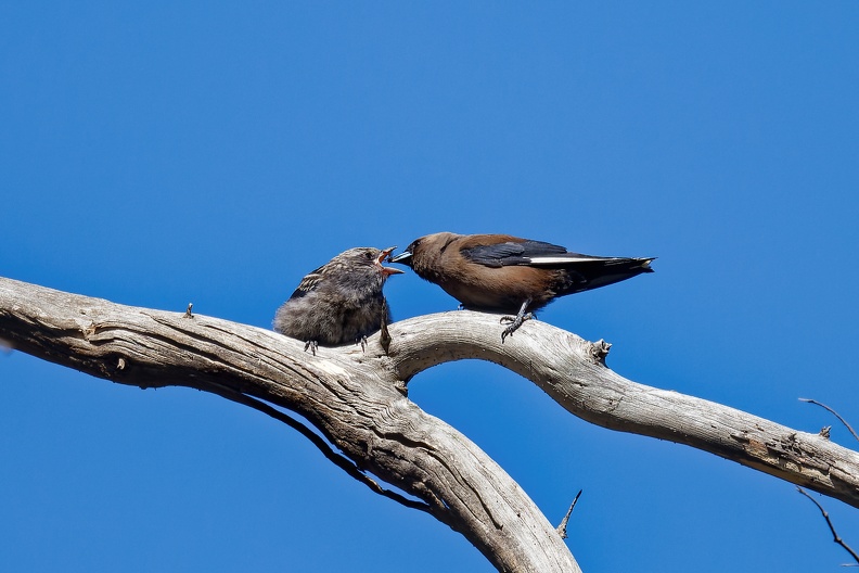 Dusky-Woodswallow-feed-young-IMG_1855_DxO.jpg