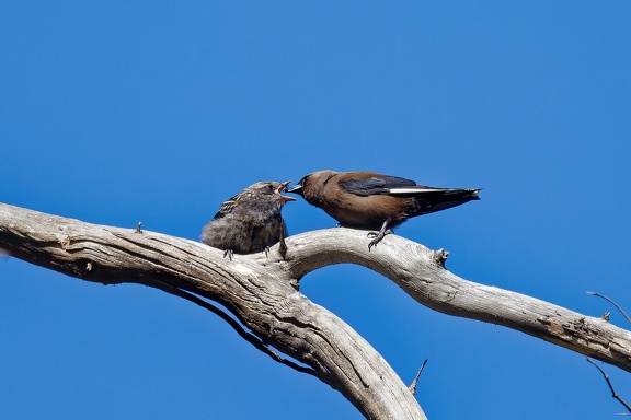 Dusky-Woodswallow-feed-young-IMG 1855 DxO