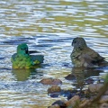 Red-rumped-Parrot-IMG 2240 DxO