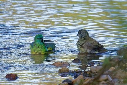Red-rumped-Parrot-IMG 2240 DxO