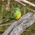 Red-rumped-Parrot-IMG 2255 DxO
