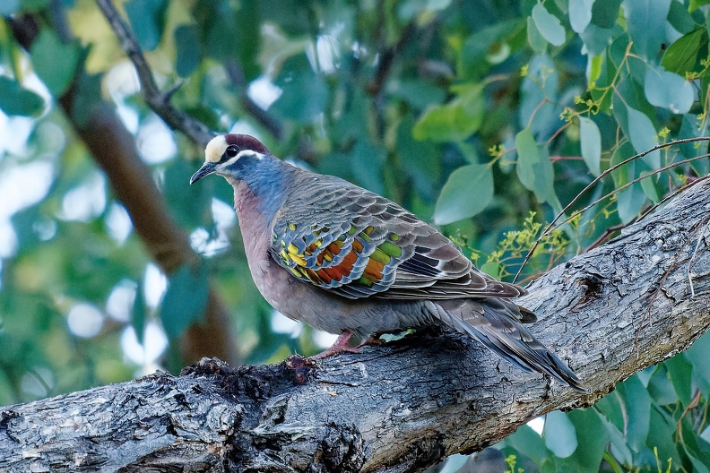 Commom-Bronzewing-IMG_2313_PS.jpg