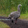 Cape-Barren-Goose-IMG 2830 DxO