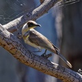 Little-Friarbird-IMG_3563_DxO.jpg