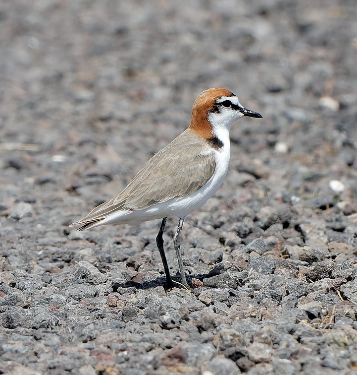 Red-capped-Plover-IMG 2125 DxO-1