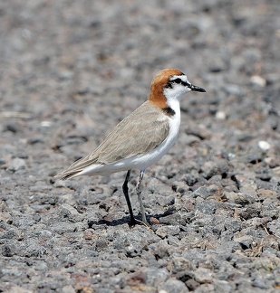 Red-capped-Plover-IMG 2125 DxO-1