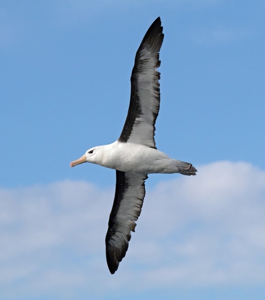 Black-browed Albatross.jpeg