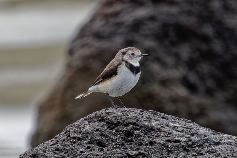 White-fronted-Chat-f-IMG_4637_DxO.jpg