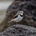 White-fronted-Chat-f-IMG_4637_DxO.jpg