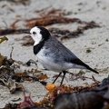 White-fronted-Chat-IMG_4589_DxO.jpg
