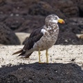Pacific-Gull-juv-IMG 5087 DxO