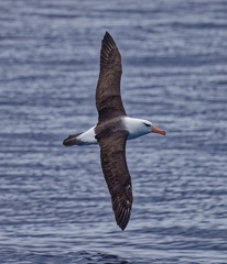 Black-browed-Albatross-IMG 5776 DxO
